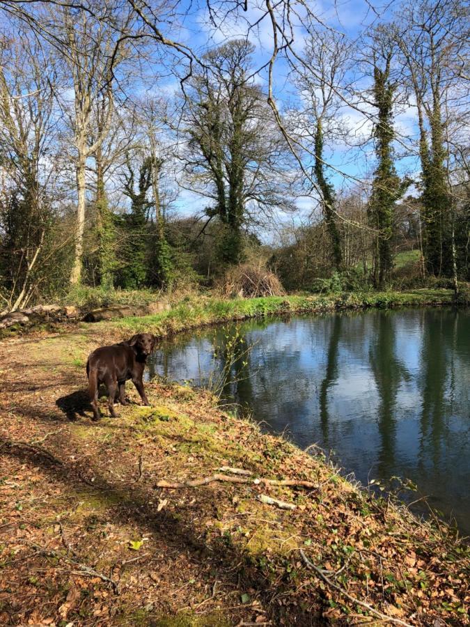 Red River Stables - Peaceful, Beautiful Grounds, Swimming Pool, Central Location For West Cornwall Camborne Exterior photo